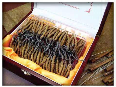 红山冬虫夏草回收